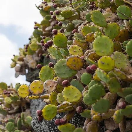 Beira Da Rocha * Ponta Delgada