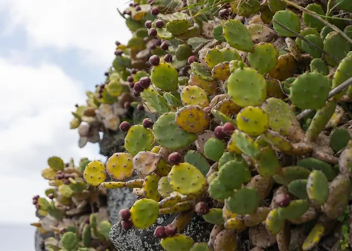 Beira Da Rocha * Ponta Delgada (Sao Miguel)